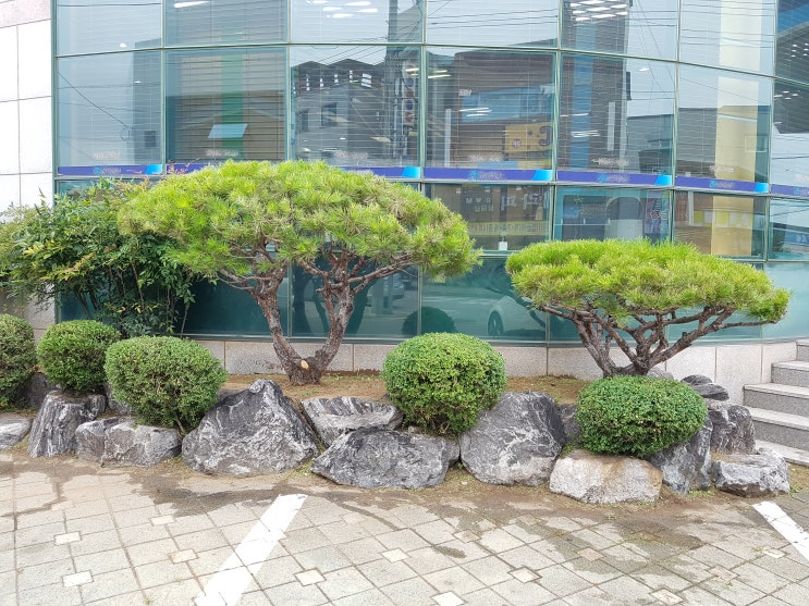  ｀반송 및 조경수 전정작업。보림조경