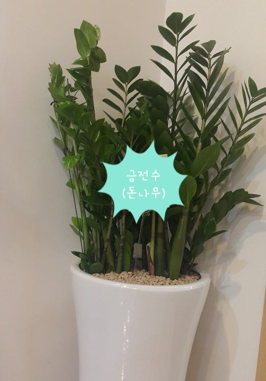 금전수(돈나무) 키우기와 번식(물꽂이, 잎꽂이, 수경재배) : 네이버 블로그 금전수(돈나무) 키우기와 번식(물꽂이, 잎꽂이, 수경재배) : 네이버 블로그