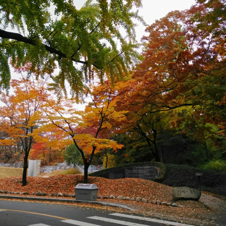 남산 단풍 절정이에요!