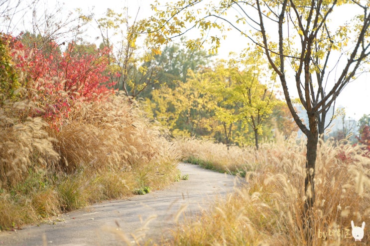 중랑캠핑숲 산책, 가을 풍경 만끽한 주말