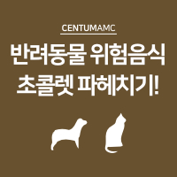  반려동물 (강아지, 고양이) 위험음식! 초콜렛 파헤치기