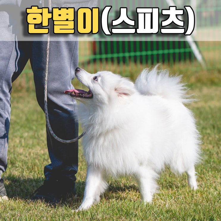  반려견 산책, 예절교육의 중요성, #창원애견훈련소 #부산애견훈련소