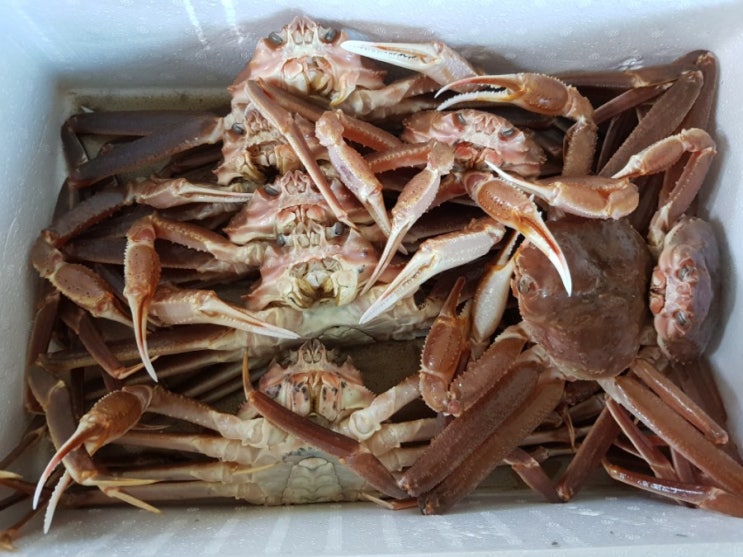  포항대게 구룡포과메기 택배 내돈 쓴 후기