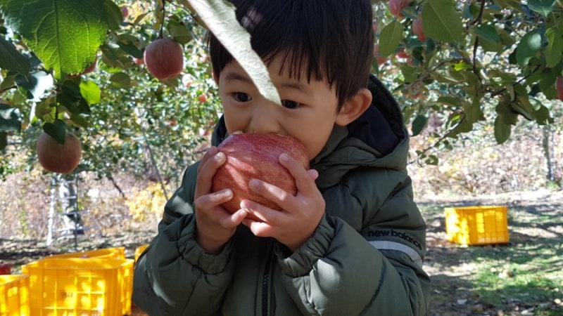 영주 사과따기체험 (feat.껍질째 먹는 단풍사과)