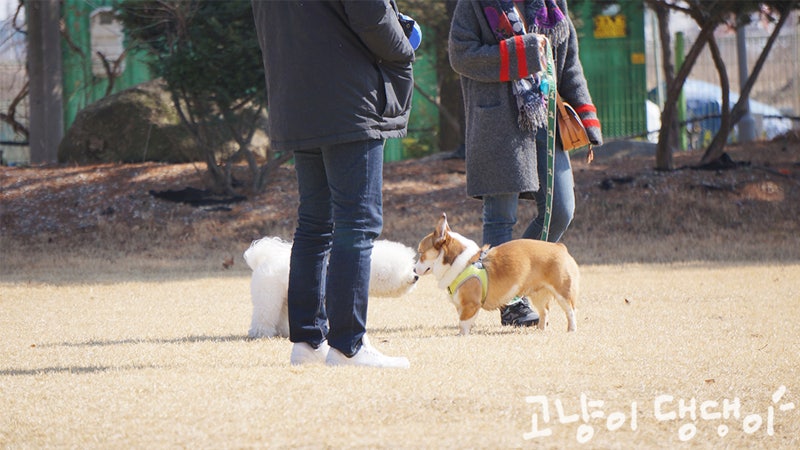반려동물매개치료사로 활동하기 위한 과정 : 네이버 블로그 반려동물매개치료사로 활동하기 위한 과정 : 네이버 블로그