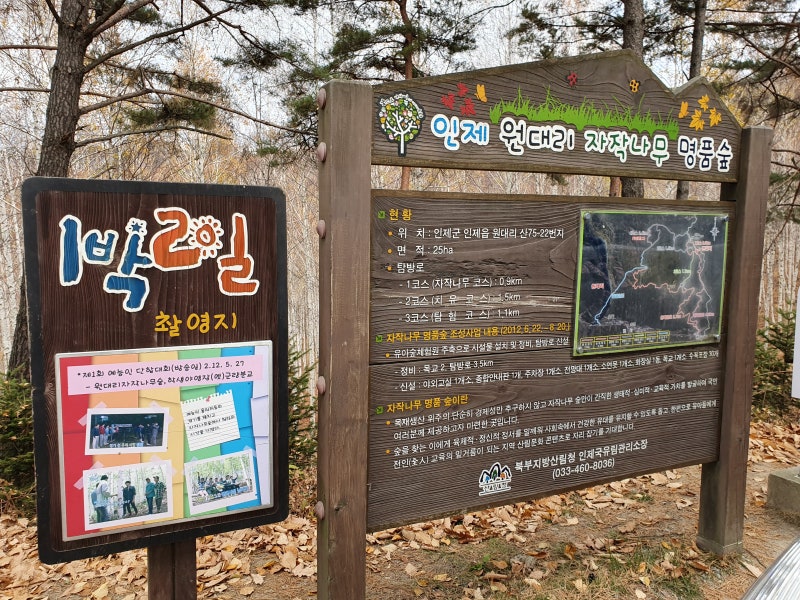 강원도 인제 속삭이는 자작나무 숲