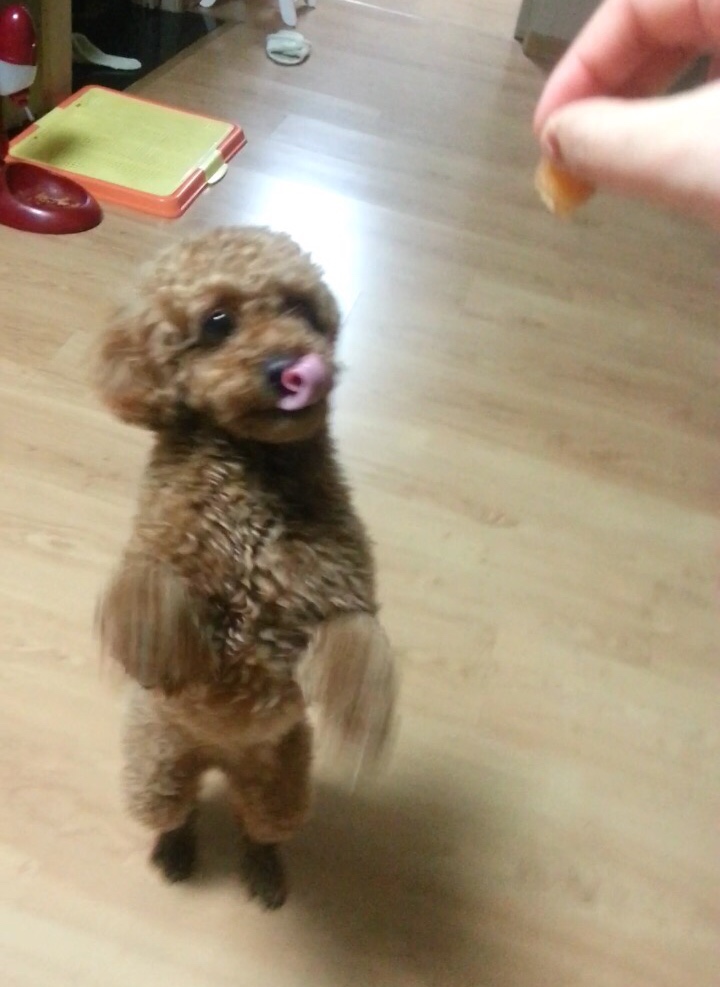  [토리의 일상2] 오랜만에 끄적이는 토리의 일상글