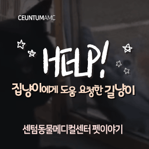 [동물뉴스]HELP! 집냥이에게 도움 요청한 길냥이 (부산분과전문동물병원, 365일연중무휴)