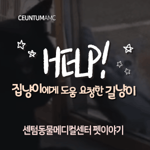  [동물뉴스]HELP! 집냥이에게 도움 요청한 길냥이 (부산분과전문동물병원, 365일연중무휴)