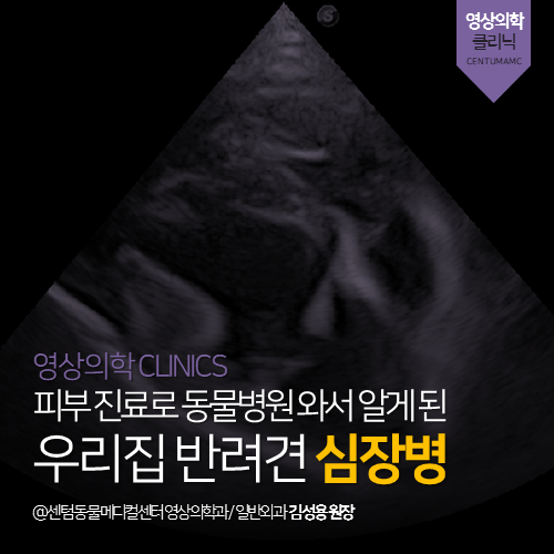  [영상의학과] 피부진료로 동물병원 와서 알게 된 우리집 반려견 심장병 (부산 해운대 수영구 영상 검사 분석 전문 동물병원, 센텀동물메디컬센터, 강아지, 노령견)