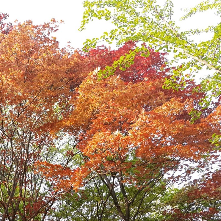나뭇잎 색상의 맛깔스러움