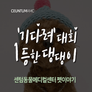  [동물뉴스]'기다려' 대회 1등한 댕댕이 (부산분과전문동물병원, 365일연중무휴)