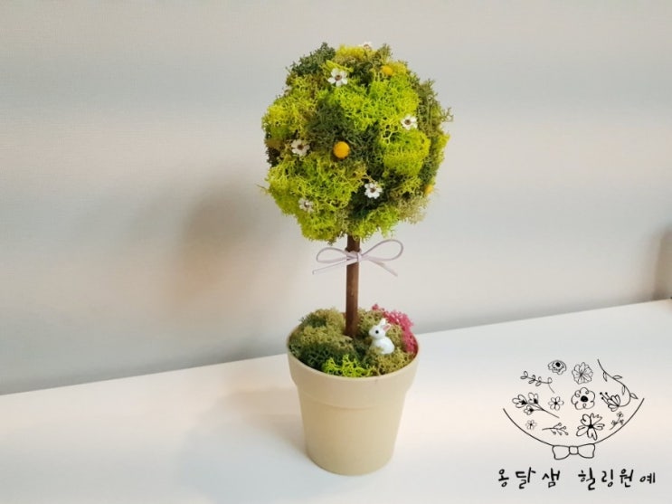  원예치료수업 스칸디아모스 토피어리 성품나무 청소년 중학교 중학생 고등학교 고등학생 동아리 원예활동