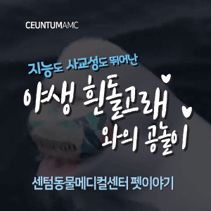  [동물뉴스]지능도 사교성도 뛰어난 야생 흰돌고래와의 공놀이 (부산분과전문동물병원, 365일연중무휴)