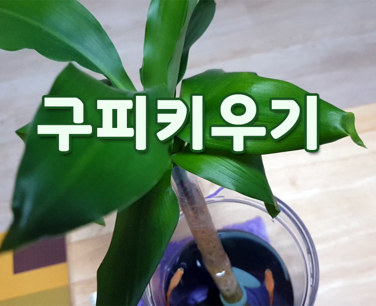  알풀 구피 키우기, 구피잘키우기는 아닙니다!