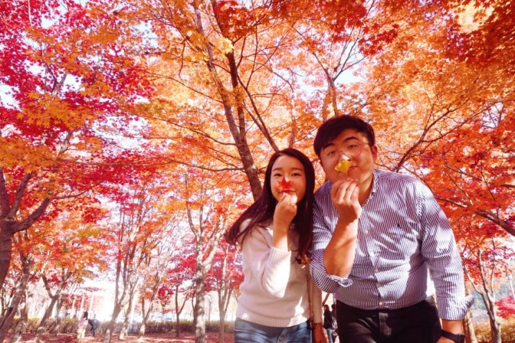 안동 가을 단풍나들이 1탄(월영공원) 안동 가을 단풍나들이 1탄(월영공원)