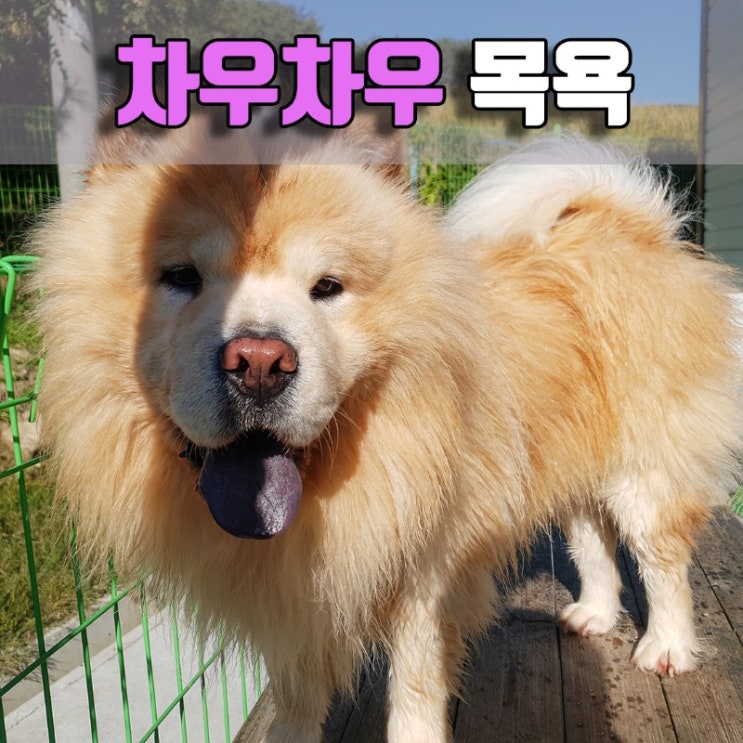  차우차우 목욕, #부산대형견목욕 #창원대형견목욕 #양산대형견목욕
