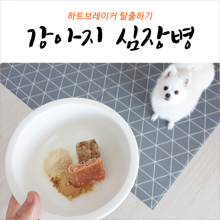  강아지 심장비대증 탈출하기