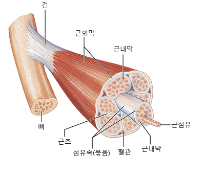 대전PT 중구 대흥동PT 선화동PT 은행동PT 가온헬스 운동과 근육통