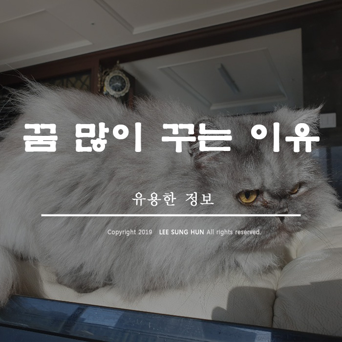  꿈 많이 꾸는 이유 꿈쟁이가 알아봤습니다.