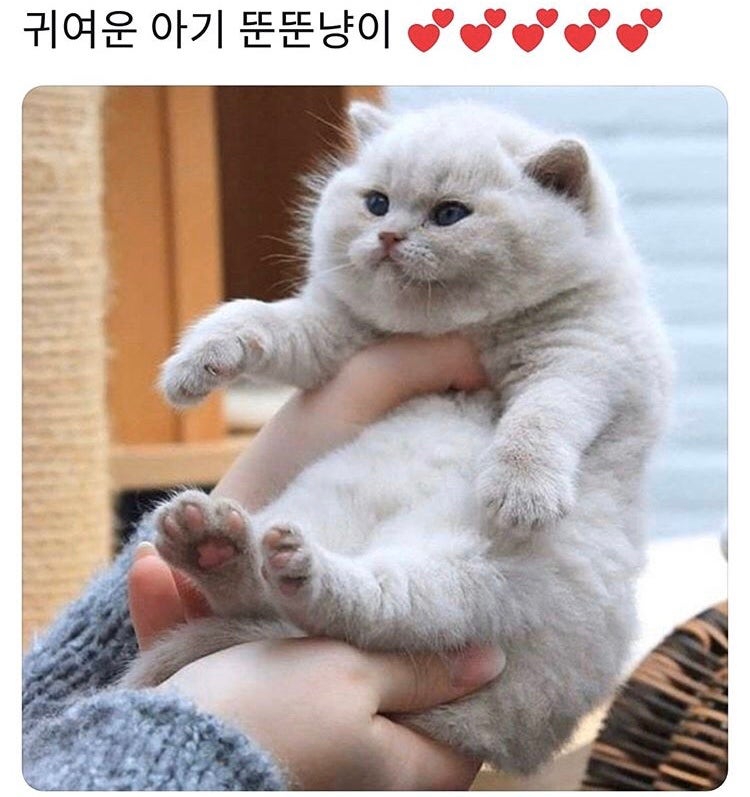 웃음지뢰, 귀여운짤, 동물짤, 웃긴짤 모음 : 네이버 블로그