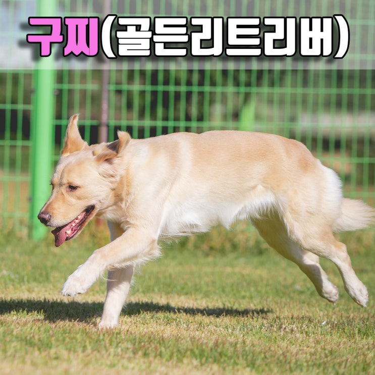  열심히 뛰어노는 골든리트리버, #부산대형견호텔 #창원대형견호텔