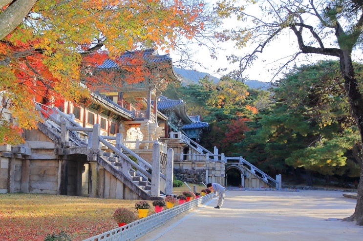  경주 불국사 단풍 여행