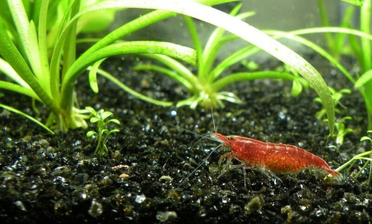  크릴 오일의 4가지 효능, 섭취방법 및 부작용 A to Z!