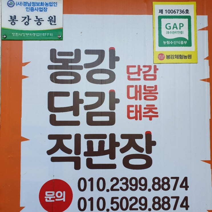  창원단감 5kg, 10kg 판매 택배 가능해요~
