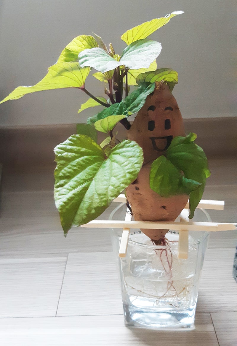 집에서 고구마 키우기 : 네이버 블로그 집에서 고구마 키우기 : 네이버 블로그