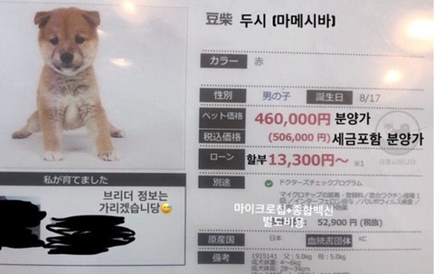 시바견 분양가 정확한 가격은 얼마 정도? 아이퍼피