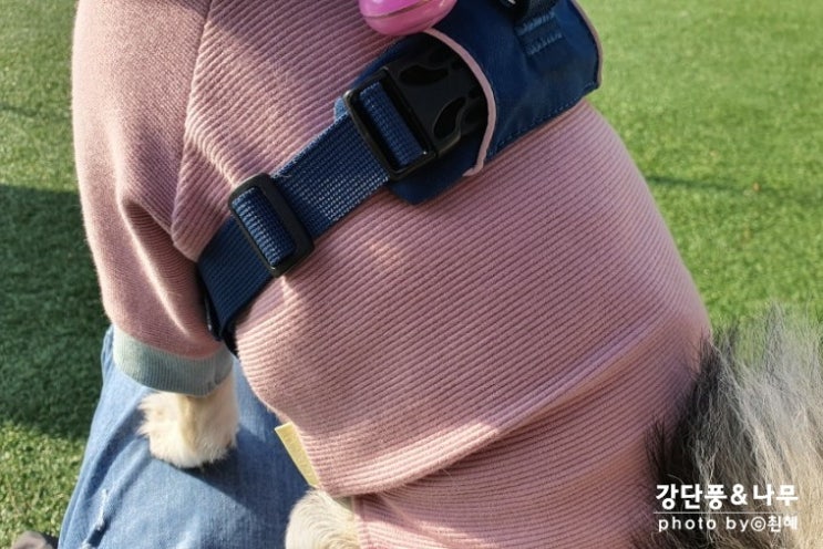  뮤니쿤트 강아지 옷 대형견 충분히 가능