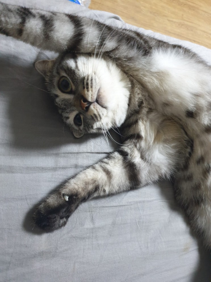  나 집사블로거야