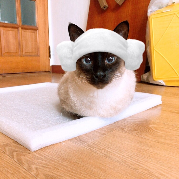  스노우 어플로 고양이 사진 찍기️