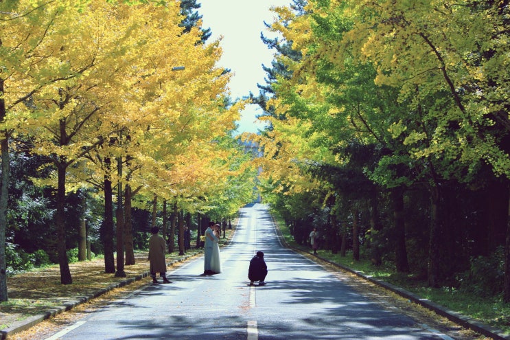  의외로 가까운 제주단풍명소,제주대학교 은행나무길!