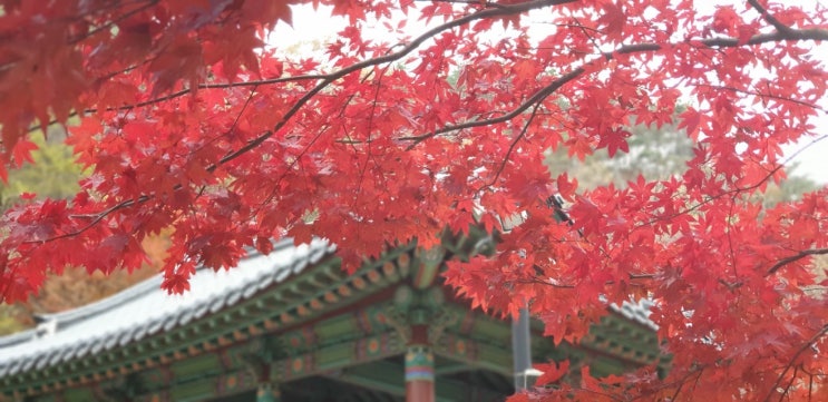  순창 강천산 군립공원  단풍 산행