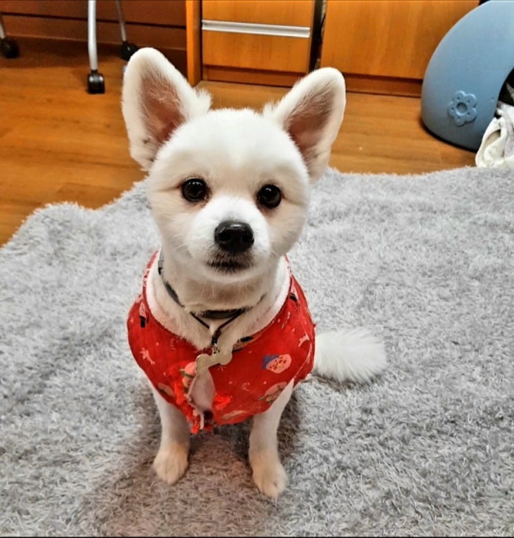  폼피츠 막시무스와 아빠의 사과 먹방