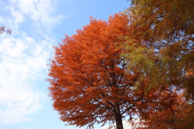 [대전 한밭수목원 : 도심 속 휴식처] 깊어가는 가을의 중턱에서 단풍을 즐기다 (2019.11.04)