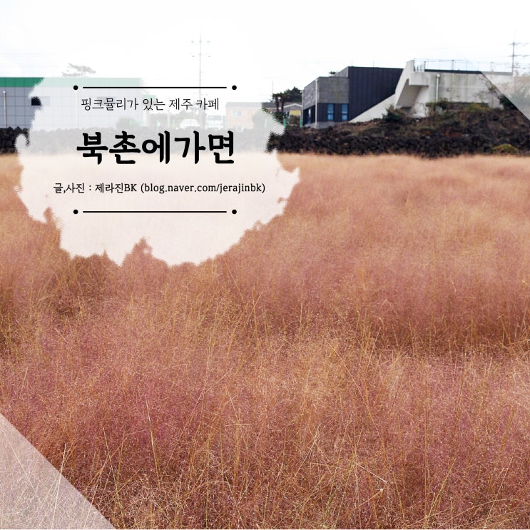  제주도 핑크뮬리 군락지 함덕해수욕장 근처 제주카페 북촌에가면