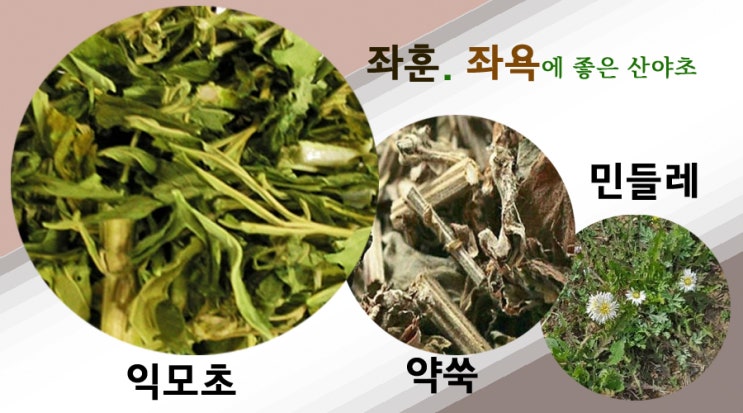  좌훈(좌욕)에 좋은 민들레.익모초.약쑥