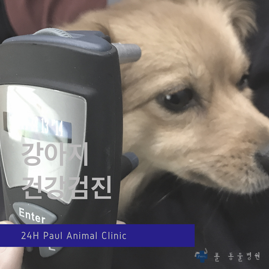  강아지 종합검사, 건강검진, 조기진단 치료 & 분당 24시 폴 동물병원(정자동)
