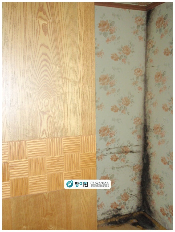  가구 뒤 벽 곰팡이제거 이게 정답!