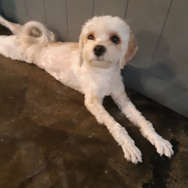 목동 애견호텔/강아지 호텔 립독