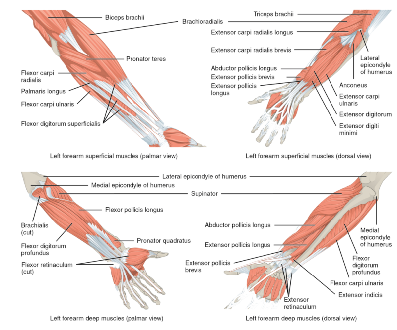 [해부학] 전완, 아래 팔(Forearm, Lower arm)의 근육 개괄 : 네이버 블로그