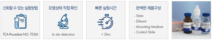  마이코플라즈마의 검출- Staining 방법