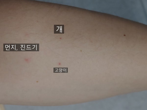 알러지 대책] 고양이 알러지 테스트 신빙성에 대한 의문 : 네이버 블로그