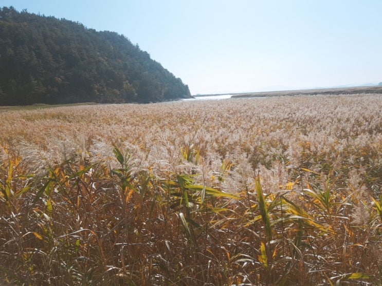  가을명소 순천만습지 - 가을바람 만끽하기.