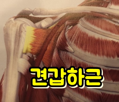  극상근, 극하근, 견갑하근 위치, 어깨근육 종류