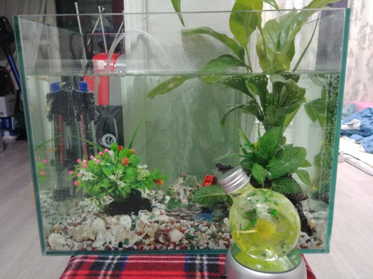  초보 구피 키우는중