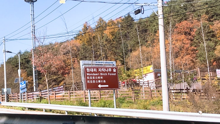  강원도여행 인제군 원대리 자작나무숲을 느끼고 오다